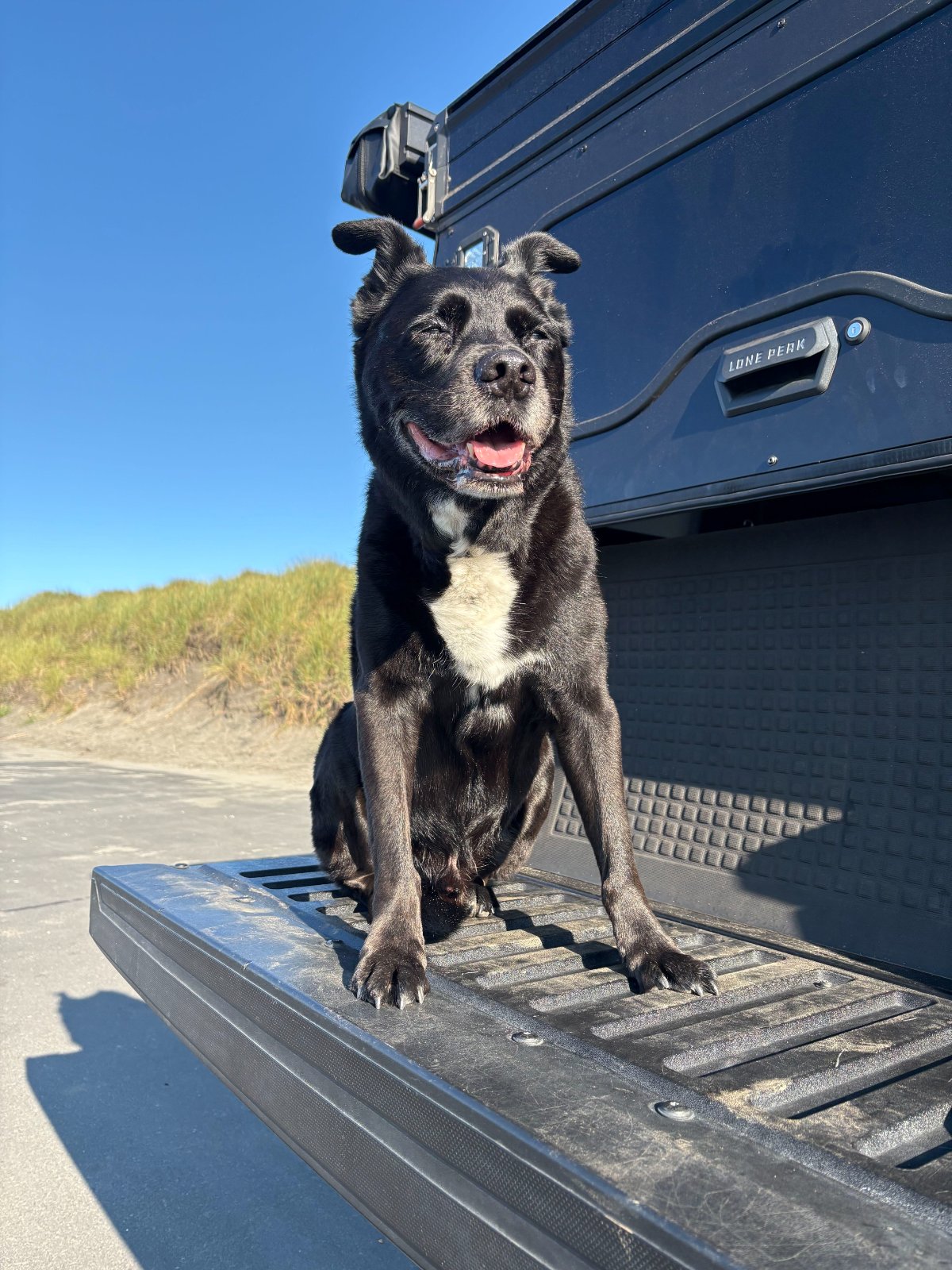 Black and white dog standing on the bumper of a blue Lone Perk truck bed with sandy dunes and clear sky in background
