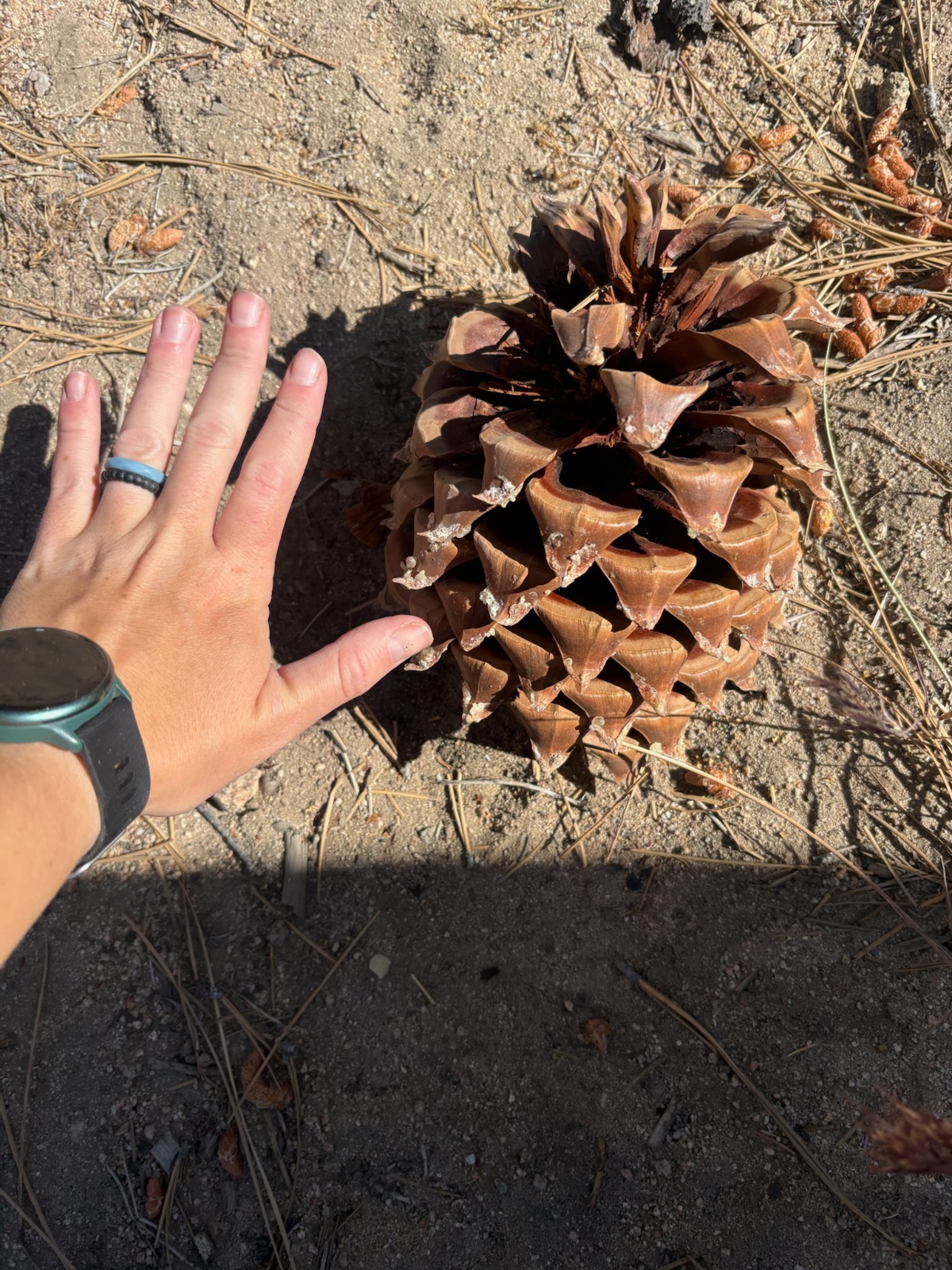 Hand holding a large pine cone on sandy desert ground with dried vegetation and brush visible