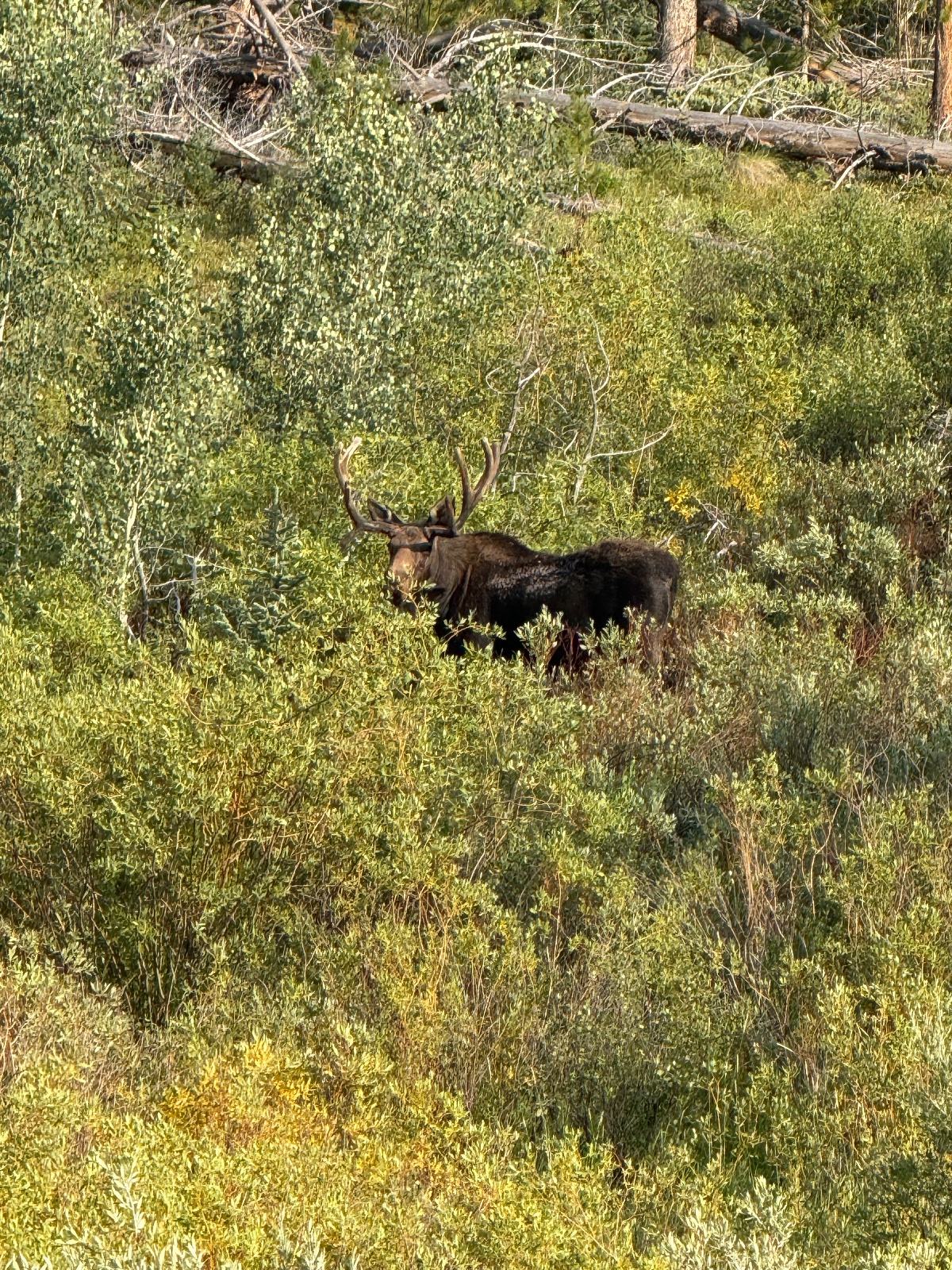 Bull moose with large antlers standing in dense sage brush and willow vegetation in an alpine meadow
