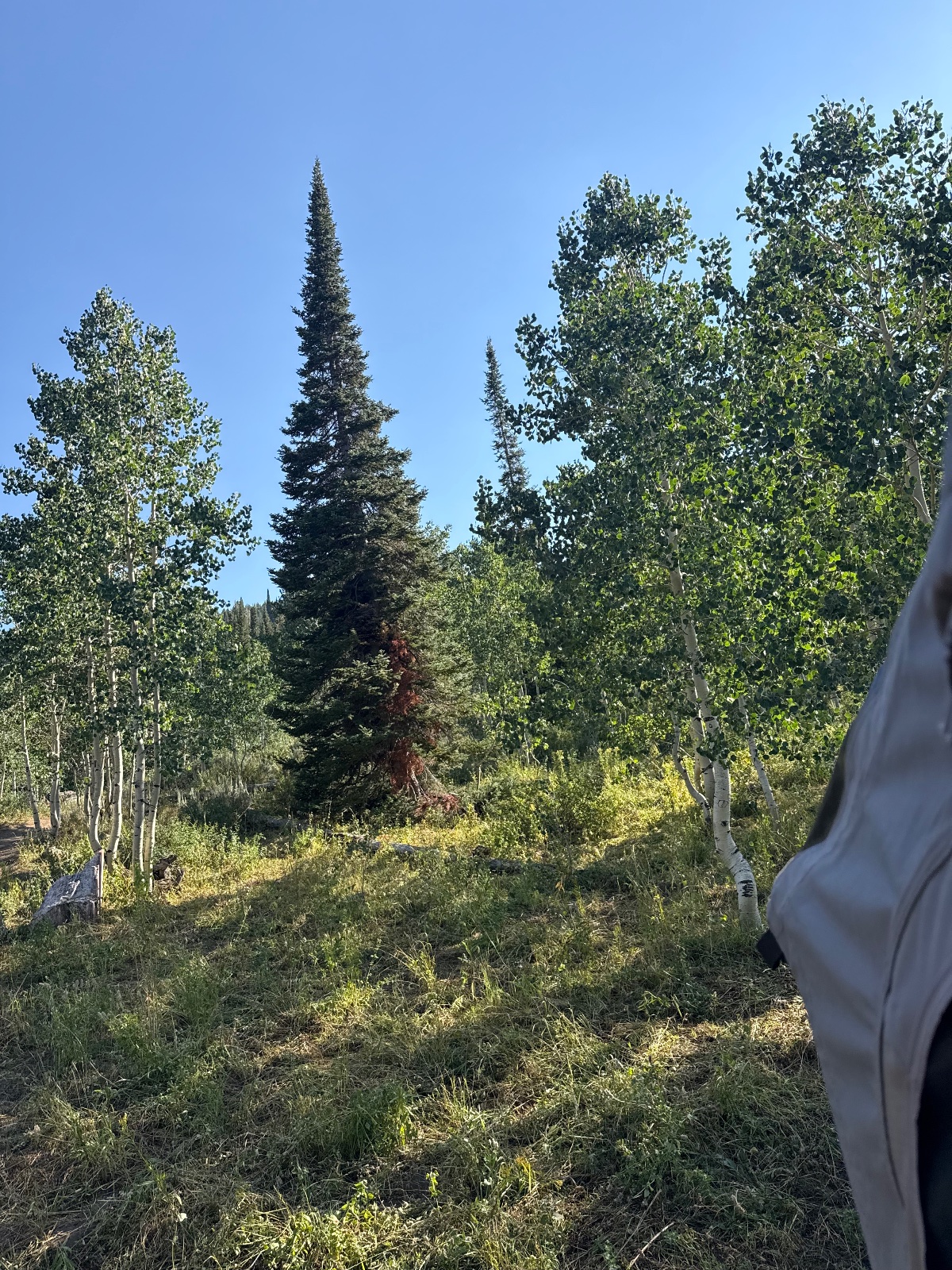 Mixed aspen and conifer forest with tall spruce trees on hillside terrain under clear blue sky, vehicle visible on right edge