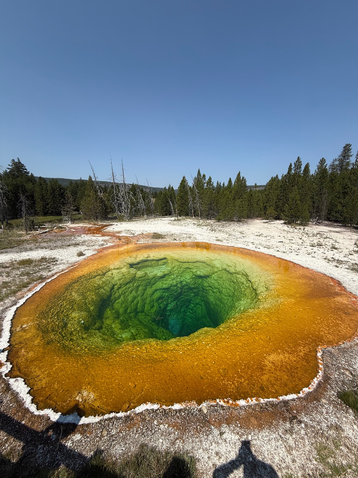 Vibrant hot spring with emerald green center and golden orange rings, surrounded by white mineral deposits and coniferous forest in Yellowstone National Park