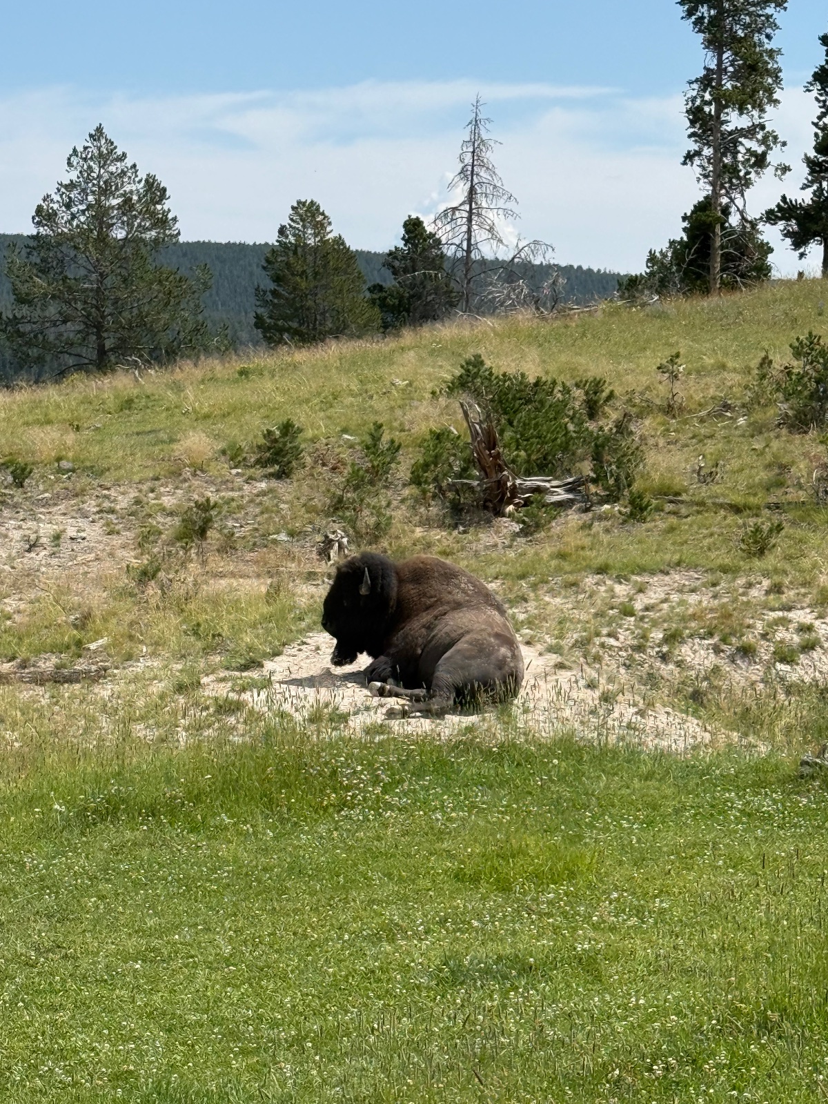 A black bear resting on a grassy hillside in a forested mountain landscape with a dead tree and power transmission tower visible in the background