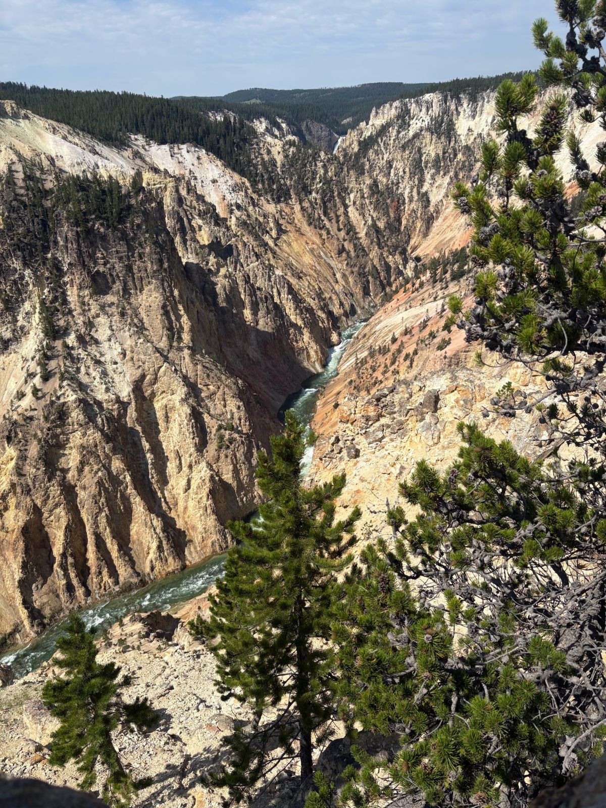Grand Canyon of the Yellowstone with turquoise river flowing through colorful canyon walls surrounded by dense evergreen forest
