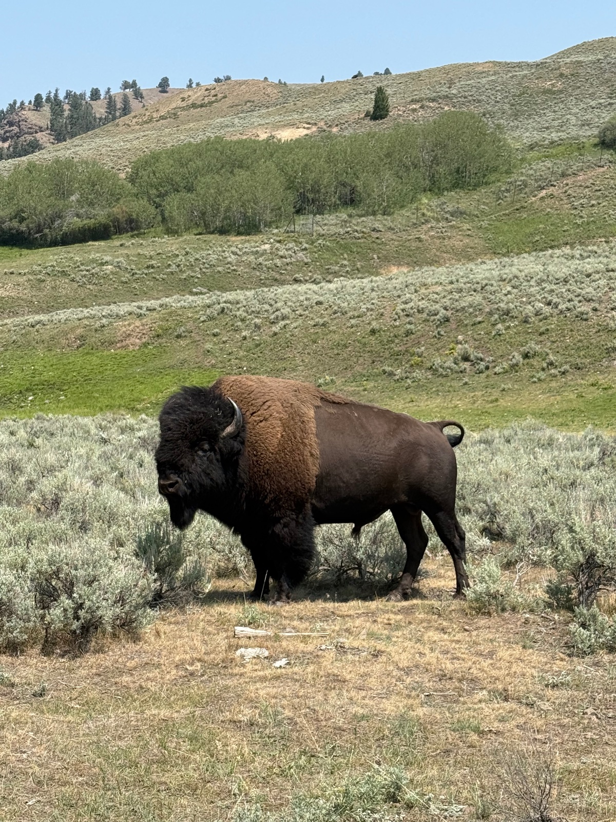 American bison standing in sagebrush grassland with forested hills and mountains in background