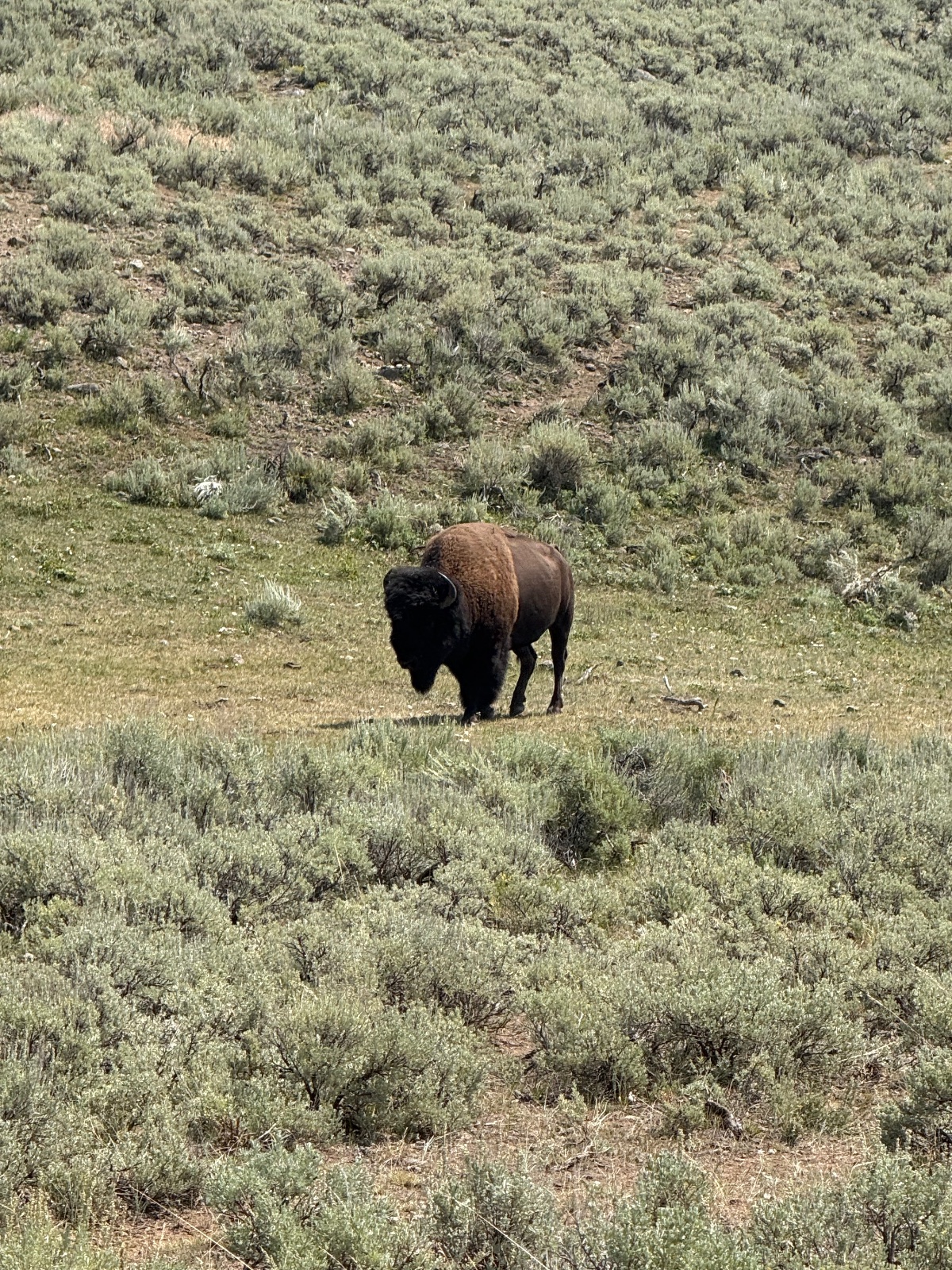 American bison grazing in sagebrush terrain with sparse vegetation in high desert landscape