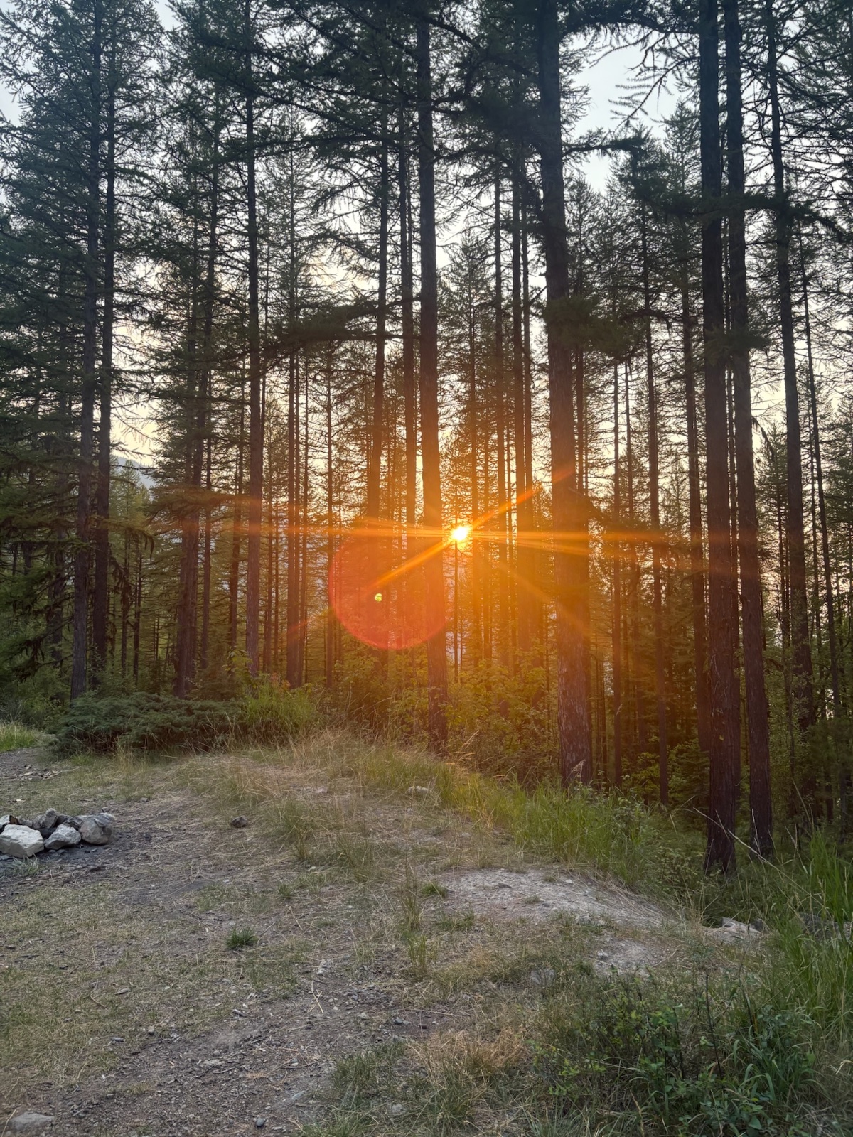 Sunset through tall pine forest with dirt trail and scattered rocks in foreground