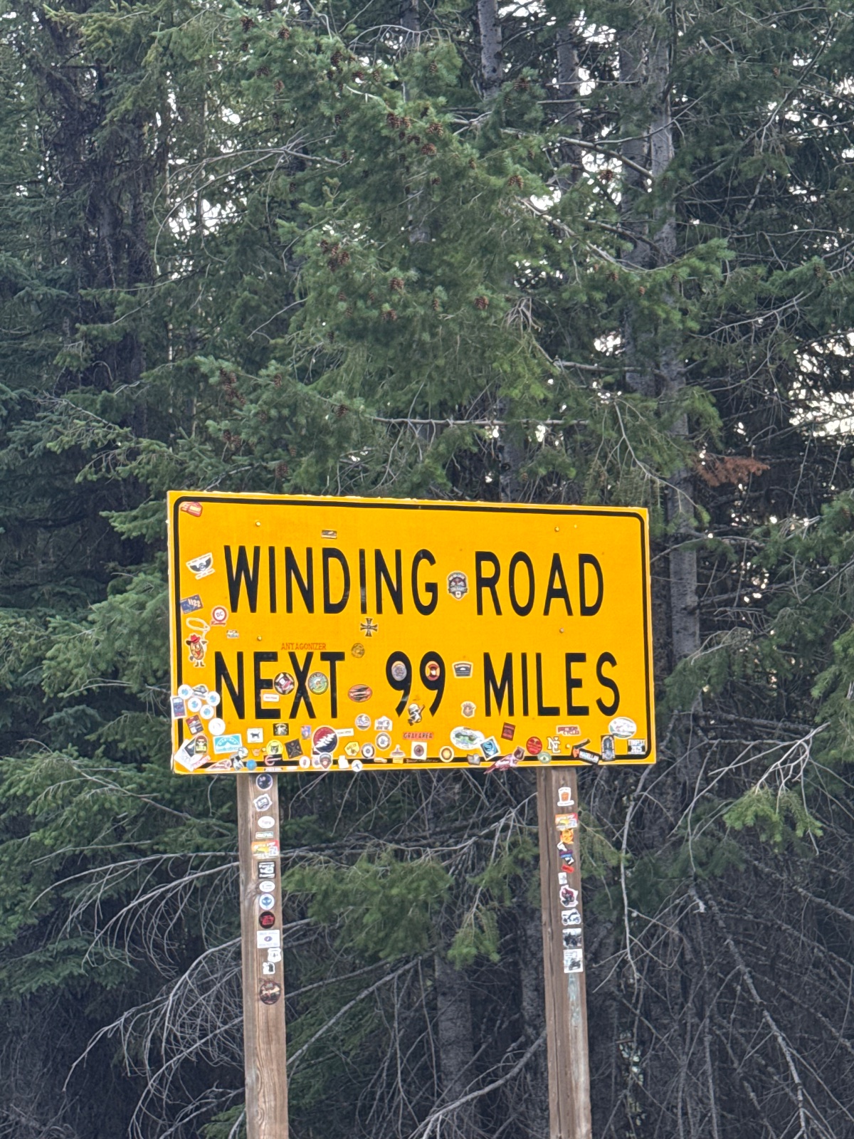 Yellow winding road warning sign covered in stickers indicating next 99 miles, mounted on wooden posts with coniferous forest in background