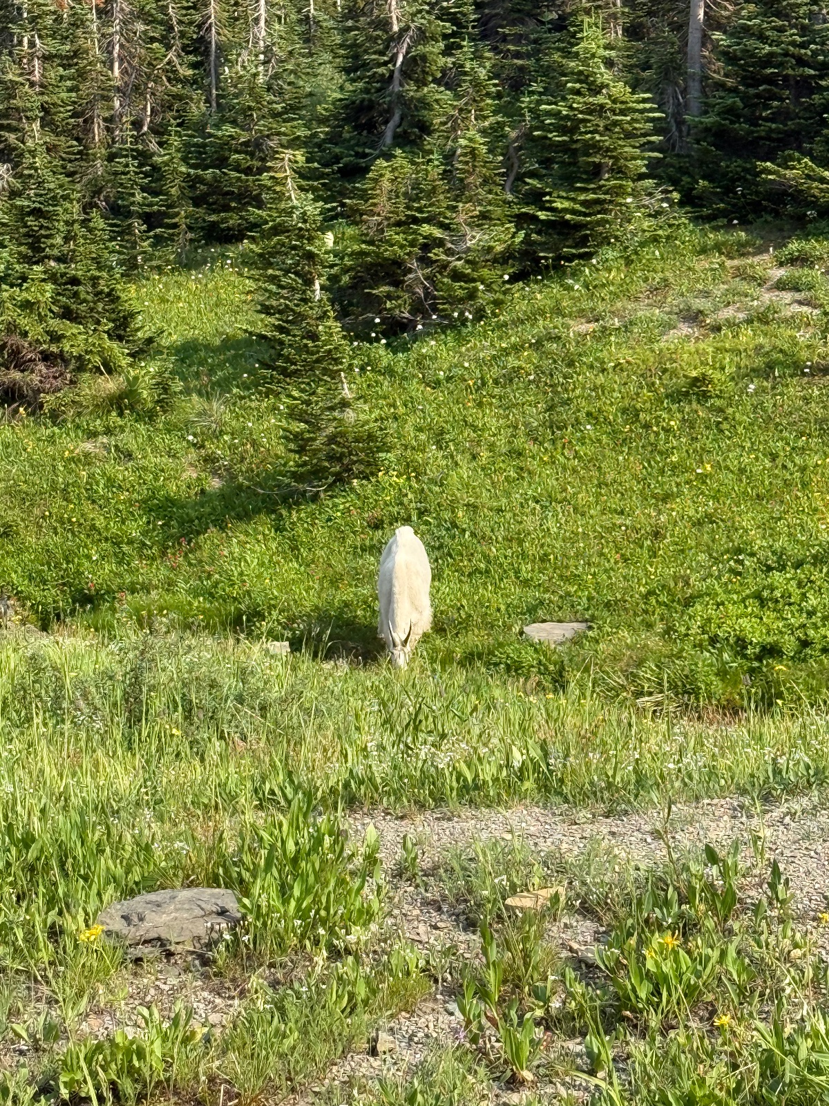 White mountain goat grazing in a lush alpine meadow surrounded by coniferous forest and rocky terrain