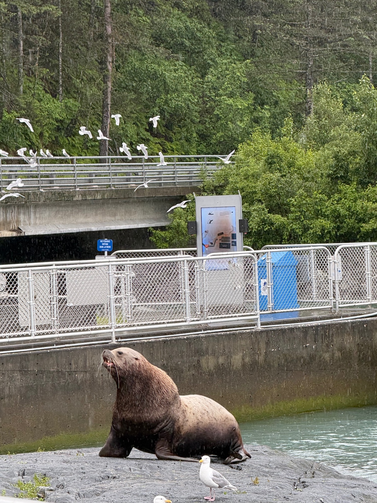 Sea lion resting on rocky shore near visitor platform with seagulls and evergreen forest backdrop at a marine facility