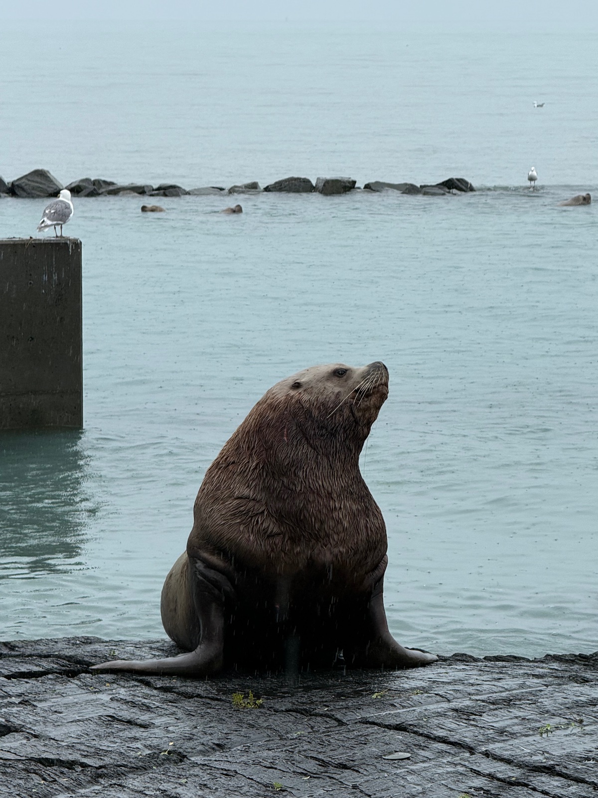 A sea lion rests on dark rocky shoreline with a seagull perched on a wooden post and kelp-covered rocks visible in the calm coastal waters behind