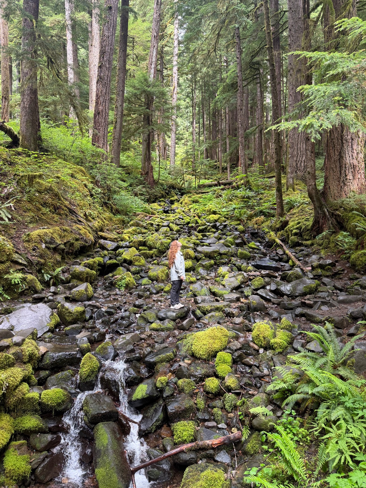 Hiker in orange jacket standing in a moss-covered rocky stream bed within an old-growth conifer forest with tall evergreen trees