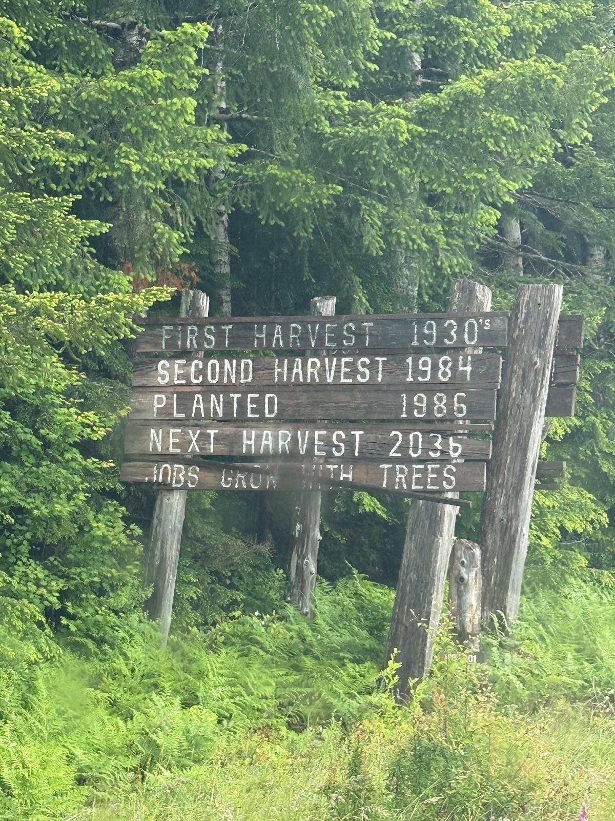 Weathered wooden sign in dense forest showing timber harvest dates from 1930s to planned 2035 harvest, surrounded by lush green vegetation and conifer trees