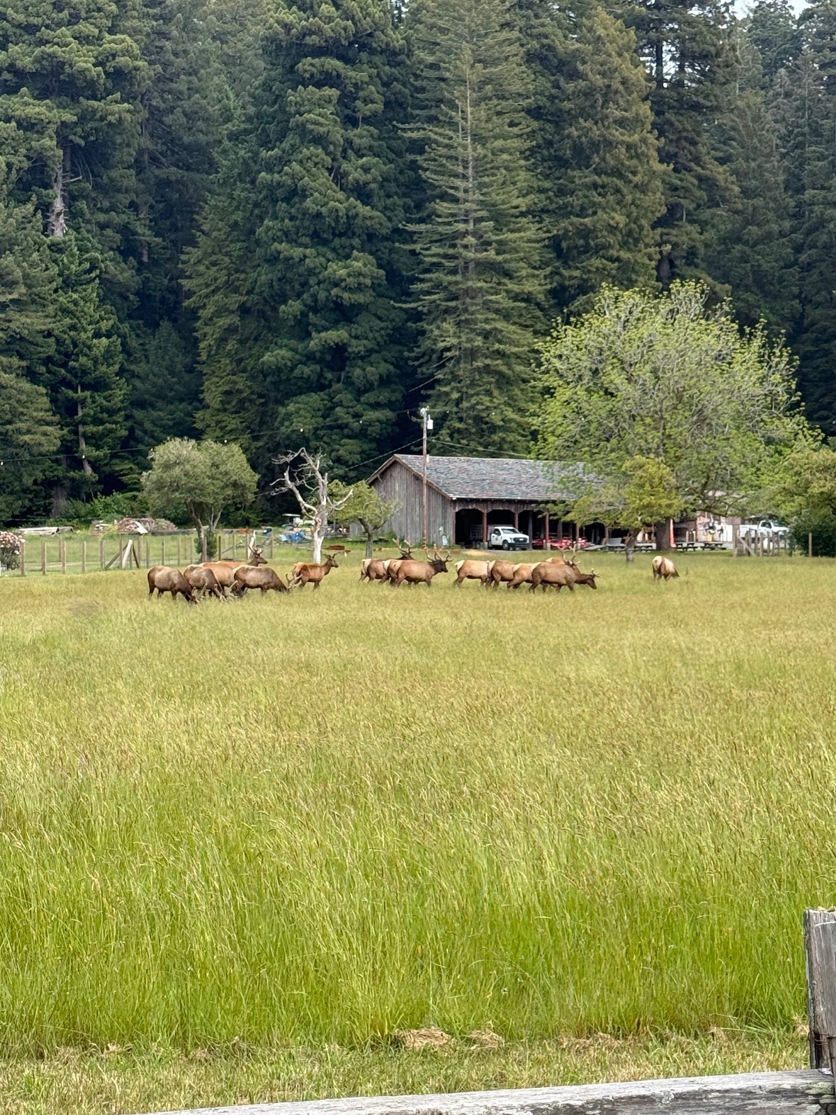 A herd of elk grazes in a lush meadow in front of a rustic wooden barn surrounded by dense forest in a mountain valley