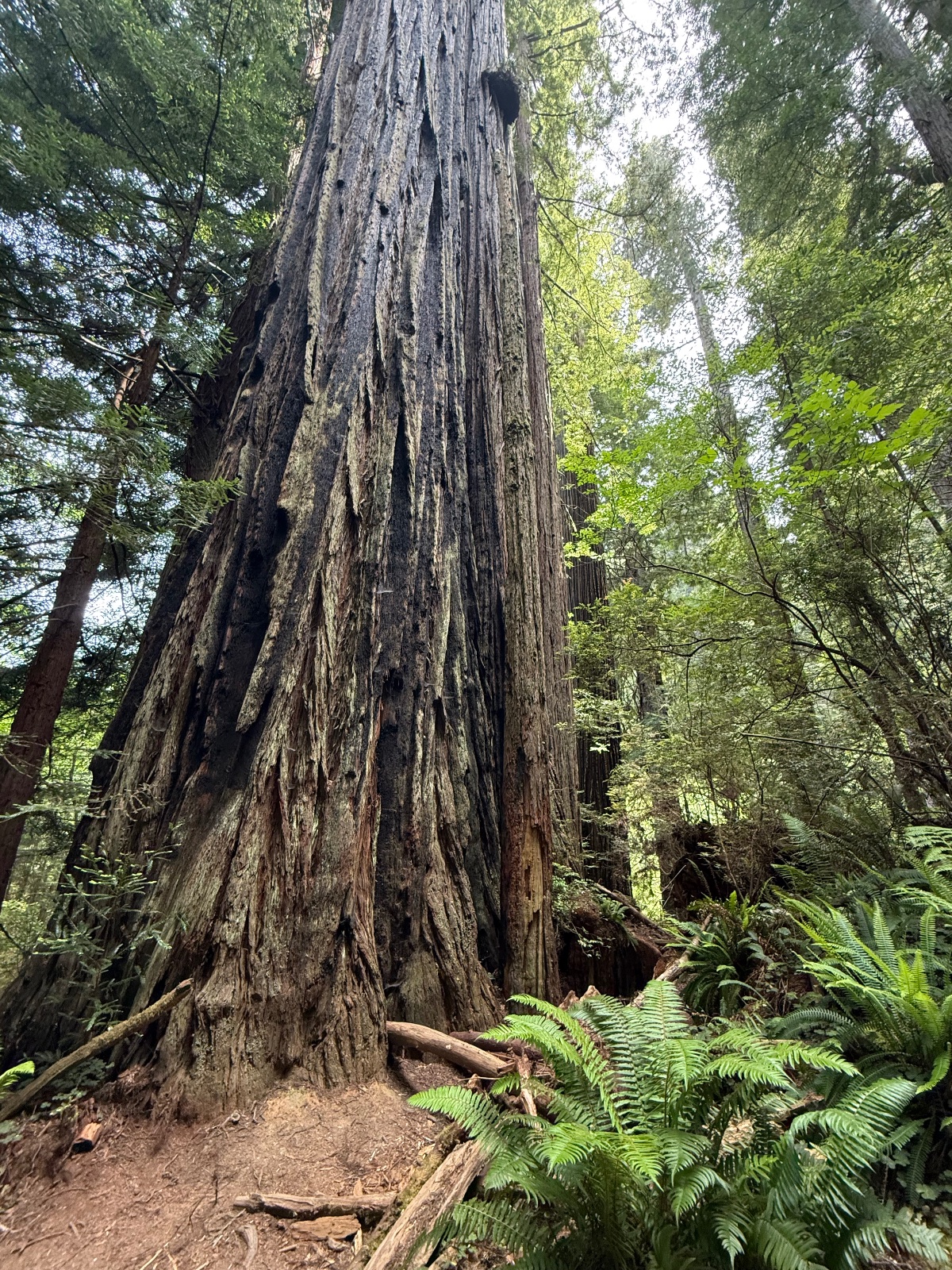 Towering ancient redwood tree with massive trunk surrounded by lush ferns and green forest canopy in old-growth forest