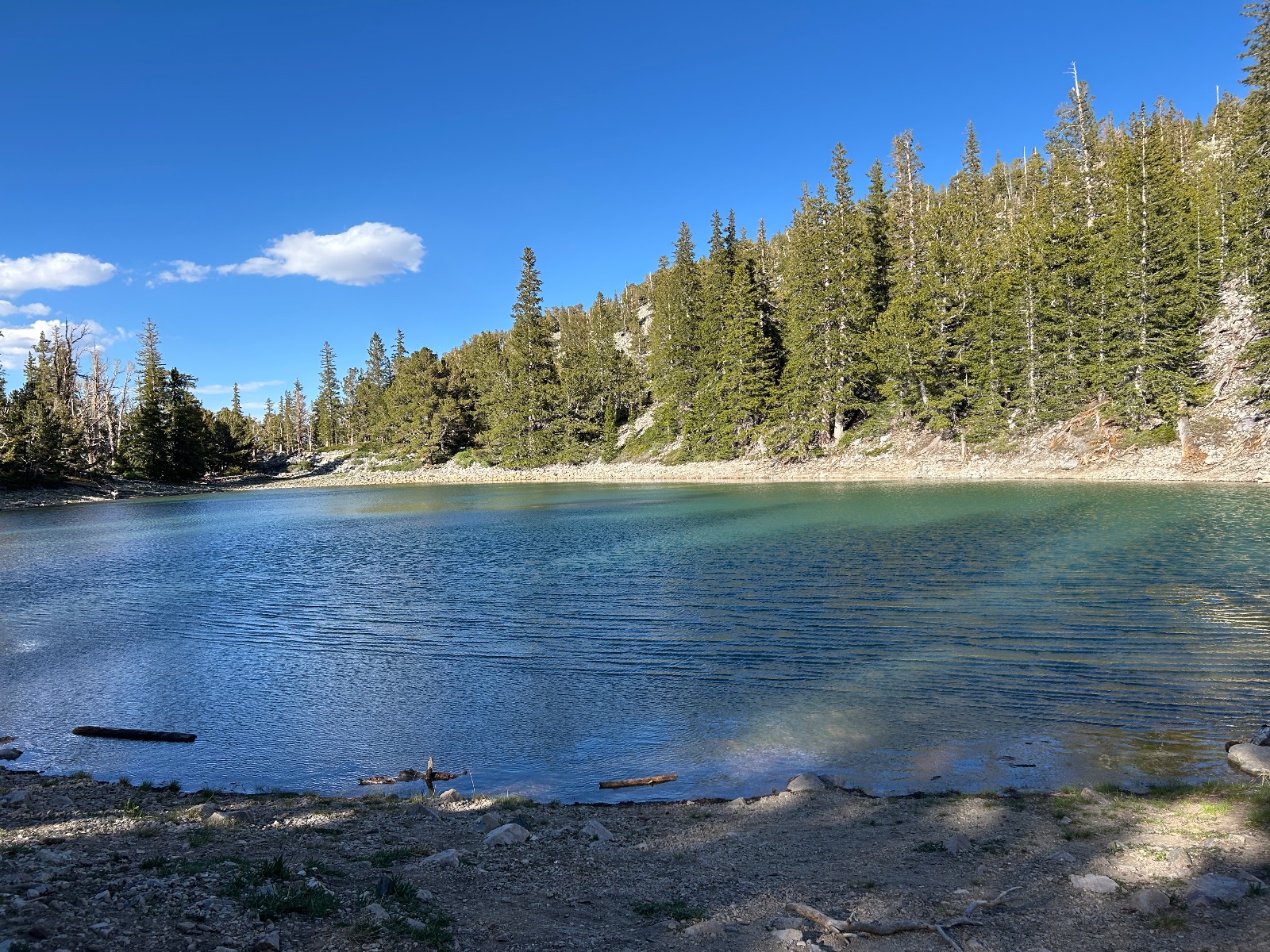 Alpine lake with turquoise water surrounded by coniferous forest, rocky shoreline, and clear blue sky with scattered clouds