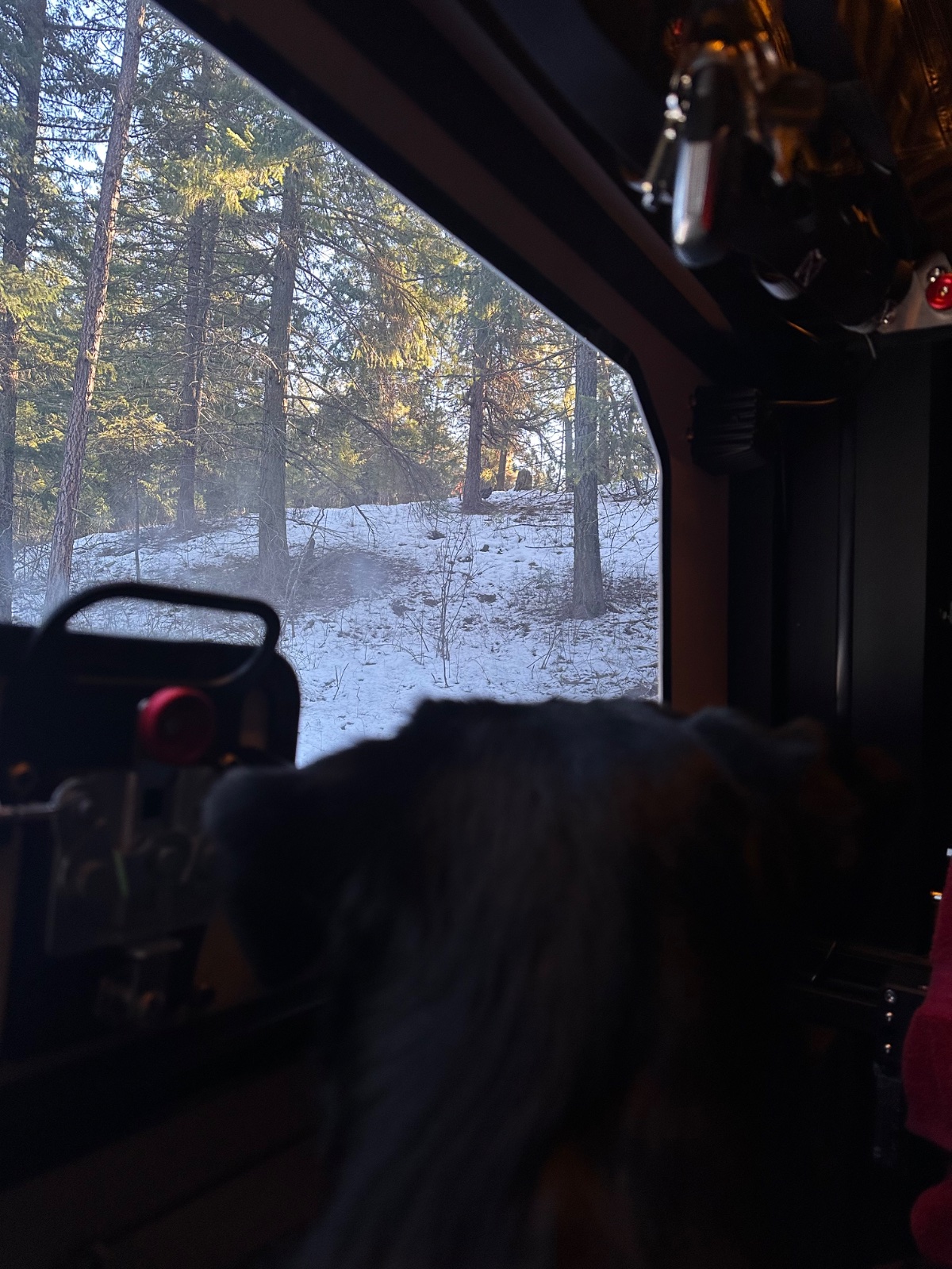 View from inside a vehicle looking out at a snowy forest with tall pine trees in winter conditions