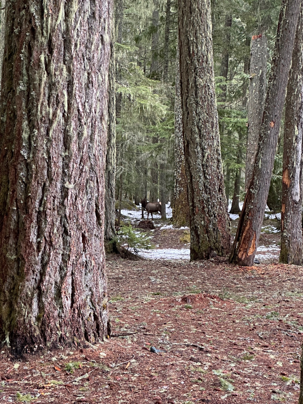 A deer stands on a forest path between towering evergreen trees with patches of snow visible on the ground in a mountain forest setting