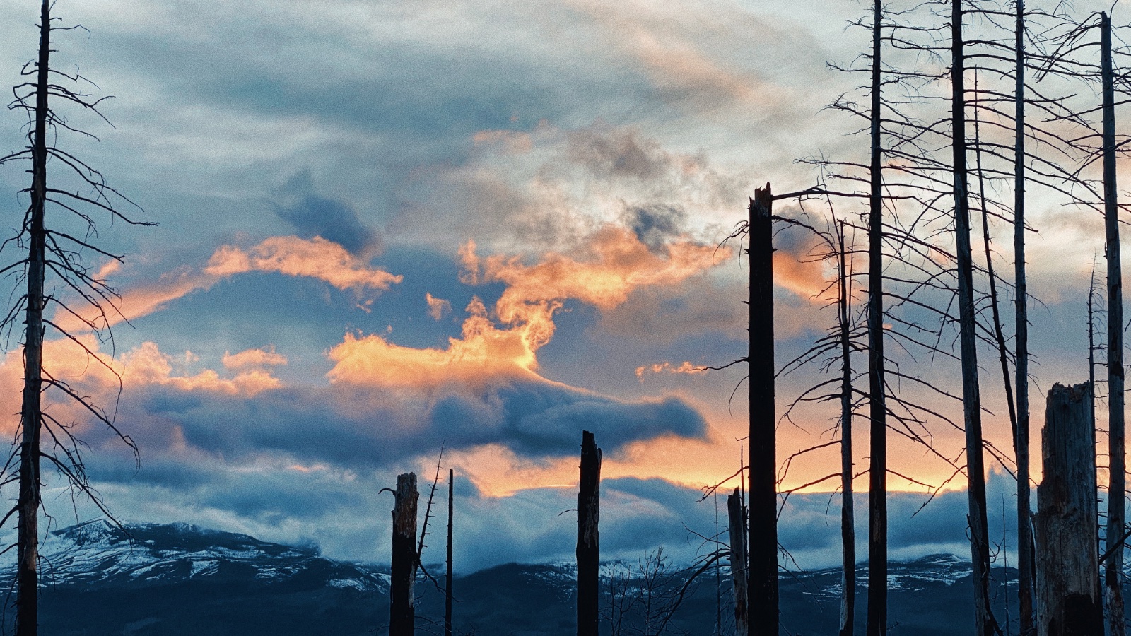 Burned forest with charred tree trunks against dramatic sunset sky with golden clouds and snow-capped mountains in distance